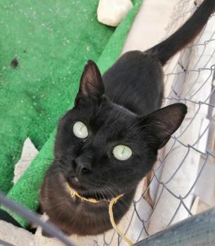 Blacky Bild von Blacky