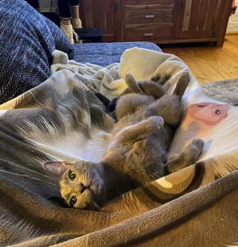 Clyde Bild von Clyde