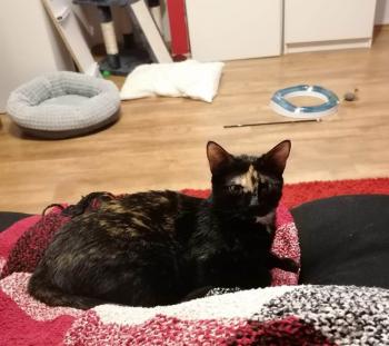 Rania Bild von Rania