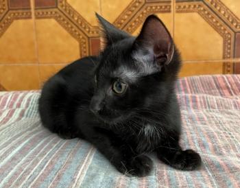 Horus Bild von Horus