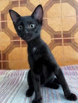 Horus Bild von Horus