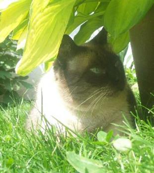 Boss Bild von Boss