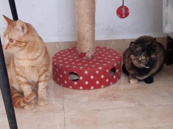 Taco Bild von Taco