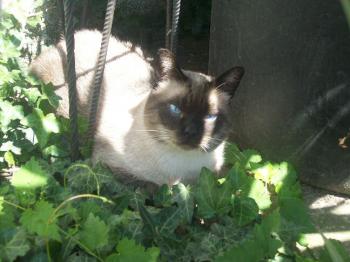 Boss jetzt Milow Bild von Boss