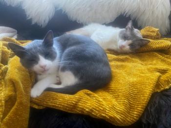 Oskar Bild von Oskar