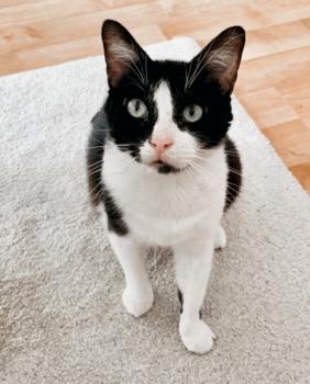 Cesar Bild von Cesar