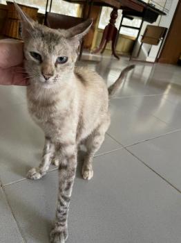 Pimienta Bild von Pimienta