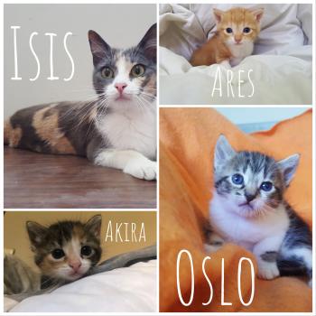 Isis Bild von Isis