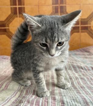 Shirin Bild von Shirin
