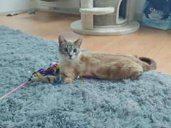 Amelio Bild von Amelio