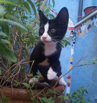 Bild von Nino