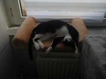 Wanda Bild von Wanda