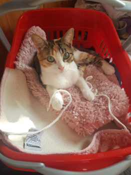 Nancy Bild von Nancy