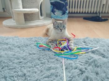 Amelio Bild von Amelio