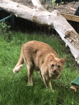 Bowi Bild von Bowi