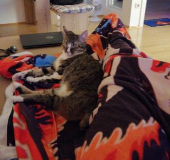 Bild von Timba