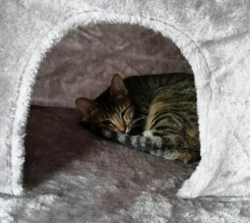 Bild von Lilith