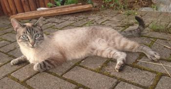 Ares Bild von Ares