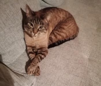 Ares Bild von Ares
