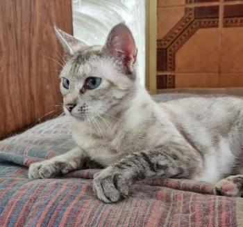 Pimienta Bild von Pimienta