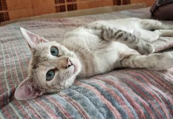 Pimienta Bild von Pimienta