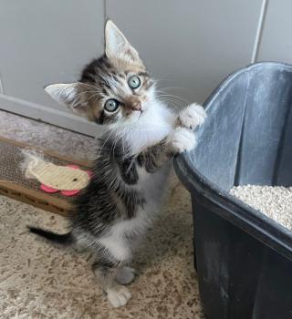 Taira Bild von Taira