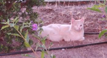 Tokio Bild von Tokio