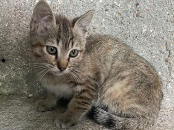 Peca Bild von Peca