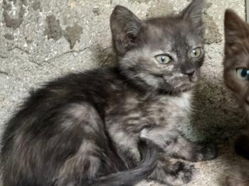Keira Bild von Keira