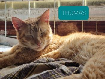 Thomas Bild von Thomas