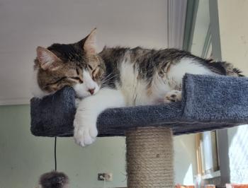 Simba Bild von Simba
