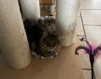 Ambar Bild von Ambar