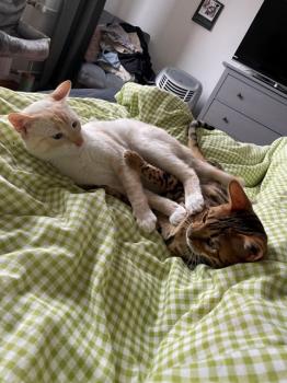 Donuk Bild von Donuk
