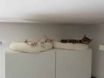 Donuk Bild von Donuk