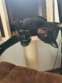 Lola Bild von Lola