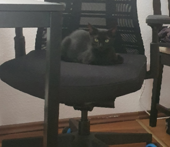 Lola Bild von Lola