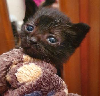 Penelope Bild von Penelope