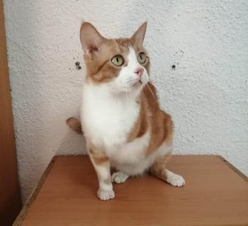 Conan Bild von Conan