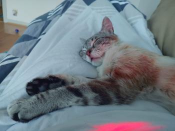 Amelio Bild von Amelio