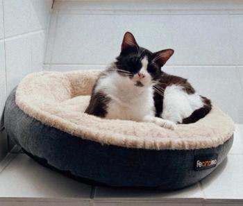 Cesar Bild von Cesar