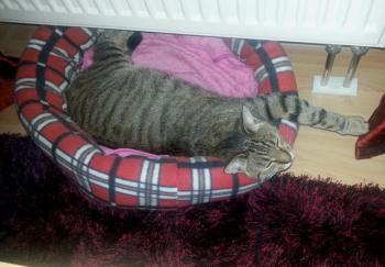 Wyatt Bild von Wyatt