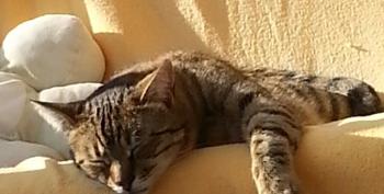 Wyatt Bild von Wyatt