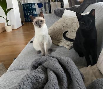 Maisha Bild von Maisha