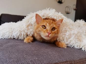 Jasper Bild von Jasper