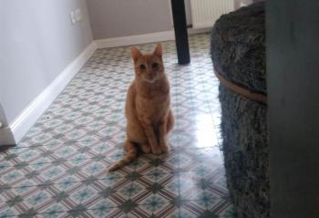 Oneto Bild von Oneto