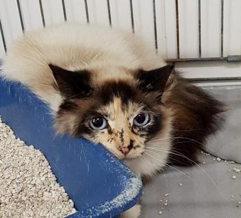 Mila Bild von Mila