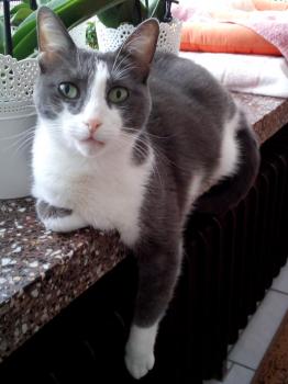 Grey Bild von Grey