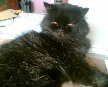 Zeidan Bild von Zeidan