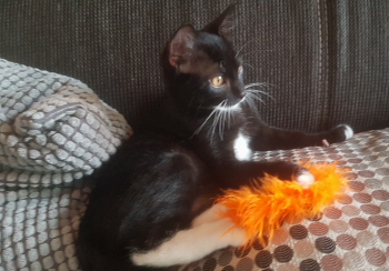 Milo Bild von Milo