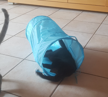 Milo Bild von Milo